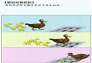 粗心的鴨媽媽
