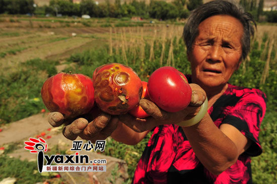 菜農(nóng)張菊英拿著變形和腐爛的柿子老淚縱橫，灑下汗水的土地結(jié)出的卻是惡果。 亞心網(wǎng)記者 李鐵軍 攝