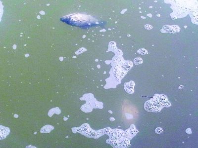 活魚入水10分鐘就漂浮上來。