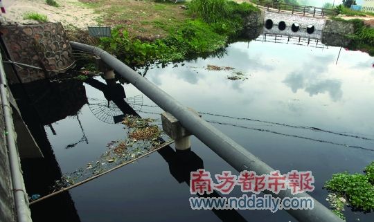 珠海中山跨界水污染。南都記者馬強(qiáng)　攝