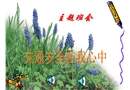 主題班會(huì)課件：交通安全在我心中