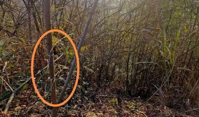 湖北陽新縣通報(bào)一村民觸電死亡事故