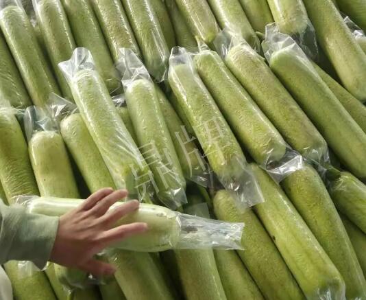 蔬菜種子種植戶客戶點(diǎn)評(píng)-這個(gè)絲瓜每畝能掙3萬，惠州客戶很滿意！