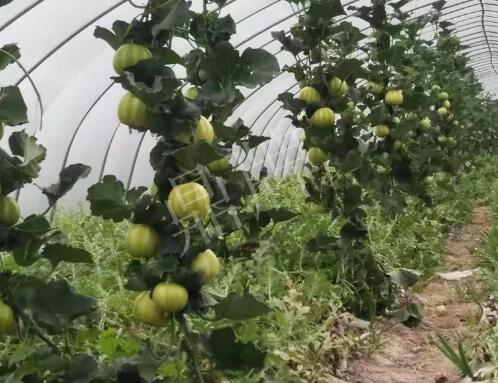 蔬菜種子種植戶客戶點(diǎn)評(píng)-我的乖乖，一株坐果15個(gè)，6元1斤，好賣得很！