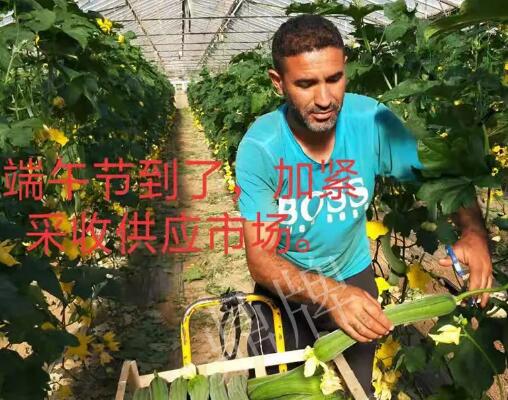 蔬菜種子種植戶客戶點(diǎn)評(píng)-羨慕！每公斤24元，“優(yōu)比1號(hào)”在法國的表現(xiàn)…