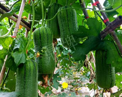 蔬菜種子種植戶客戶點(diǎn)評(píng)-這個(gè)新品種，讓我“頭痛”…