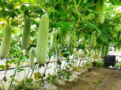 蔬菜種子種植戶客戶點(diǎn)評(píng)-我種的冬瓜，肉緊味甜，按個(gè)賣！