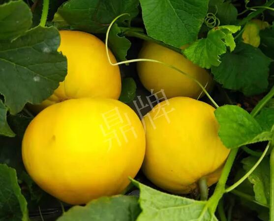 蔬菜種子種植戶客戶點(diǎn)評(píng)-純賺50萬，我這個(gè)“張大膽”榮光了一把！