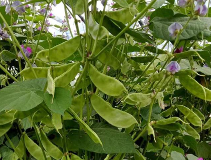 蔬菜種子種植戶客戶點(diǎn)評(píng)-一梭梭的，真是結(jié)坨了，“特早春”扁豆市斤批價(jià)達(dá)到10元