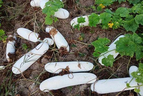 您種植過“堆堆瓜”嗎？看一看，地上全是瓜！一睹芳容