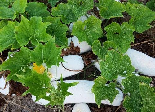 您種植過“堆堆瓜”嗎？看一看，地上全是瓜！一睹芳容