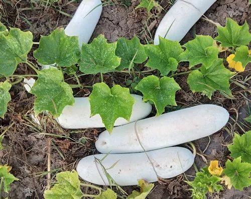 您種植過“堆堆瓜”嗎？看一看，地上全是瓜！一睹芳容