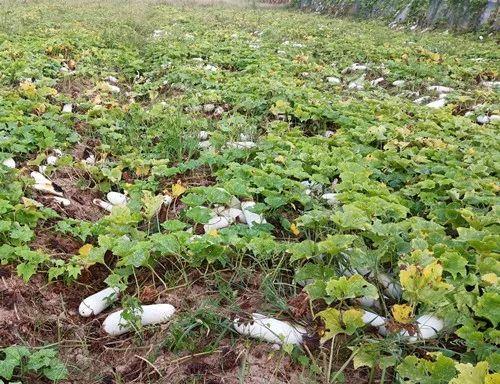 您種植過“堆堆瓜”嗎？看一看，地上全是瓜！一睹芳容