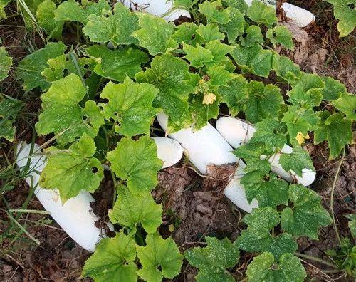 您種植過“堆堆瓜”嗎？看一看，地上全是瓜！一睹芳容