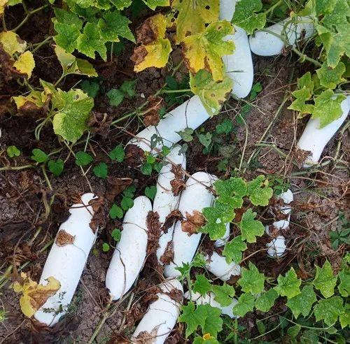 您種植過“堆堆瓜”嗎？看一看，地上全是瓜！一睹芳容
