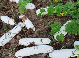 蔬菜種子種植戶客戶點評-您種植過“堆堆瓜”嗎？看一看，地上全是瓜！一睹芳容！