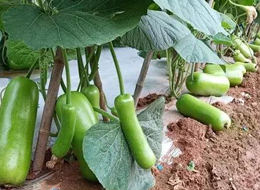 蔬菜種子種植戶客戶點評-浙江菜農(nóng)種植的鼎牌瓠瓜喜獲豐收，又賣上了好價錢!