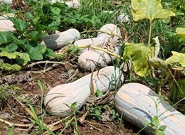蔬菜種子種植戶客戶點評-一袋種子100粒，輕松賺回3000元...