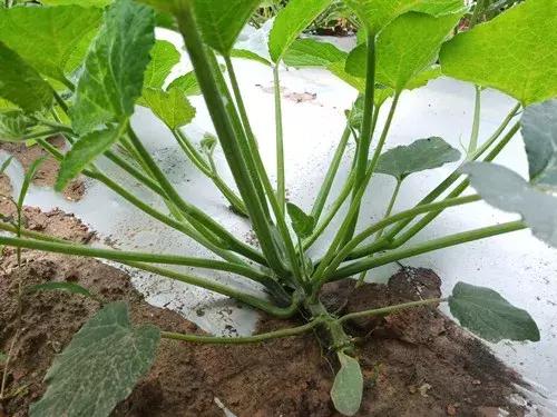 菜農(nóng)種植無需噴農(nóng)藥的蔬菜，不僅栽培簡單、而且效益高