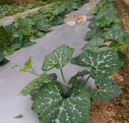 蔬菜種子種植戶客戶點評-無需噴農(nóng)藥的蔬菜，栽培簡單、效益高！