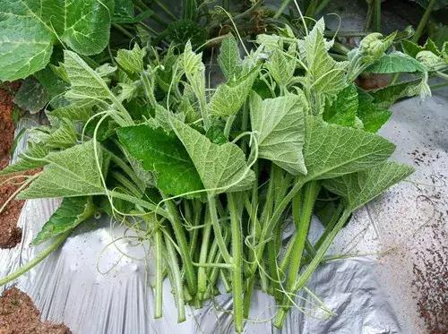 菜農(nóng)種植無需噴農(nóng)藥的蔬菜，不僅栽培簡單、而且效益高