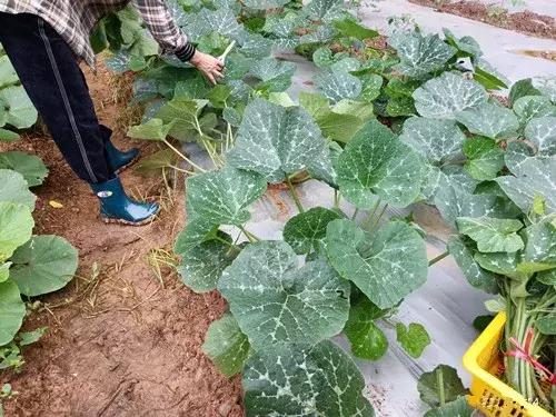 菜農(nóng)種植無需噴農(nóng)藥的蔬菜，不僅栽培簡單、而且效益高