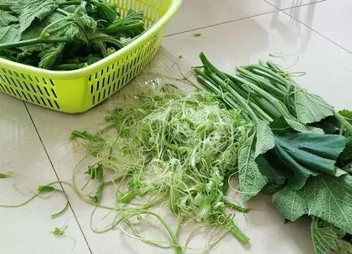 菜農(nóng)種植無需噴農(nóng)藥的蔬菜，不僅栽培簡單、而且效益高