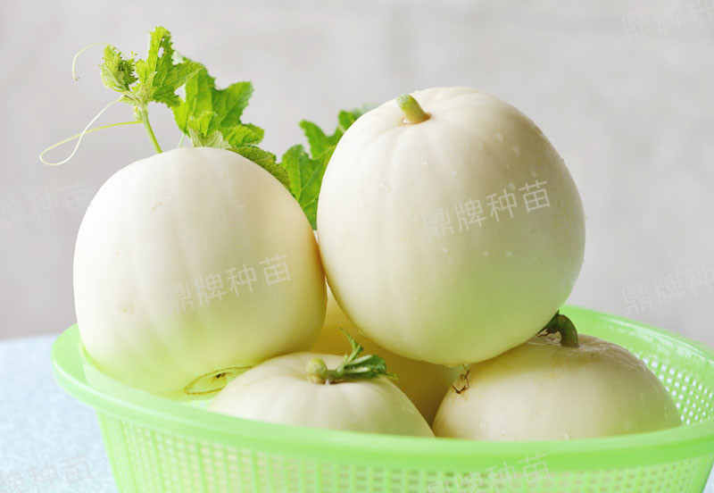 就這4個(gè)薄皮甜瓜，畝產(chǎn)萬斤很輕松，瓜果菜農(nóng)搶著種植