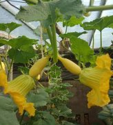 蔬菜種子種植戶客戶點評-看看菜農(nóng)劉剛建種植的“黃金筍瓜”，高產(chǎn)又高價！