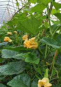 蔬菜種子種植戶客戶點(diǎn)評(píng)-在大棚內(nèi)栽培“健美蜜本”南瓜，怎么樣？看菜農(nóng)石昌斌發(fā)來的圖片