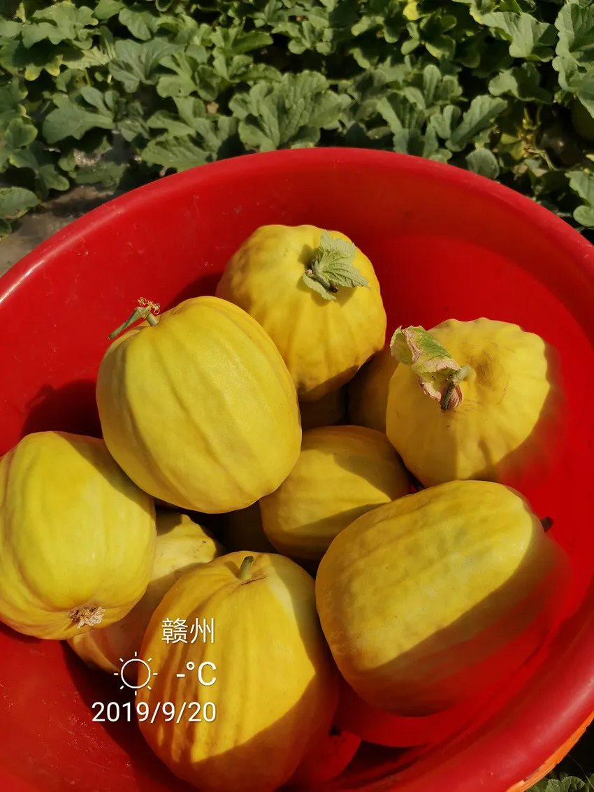 高溫季節(jié)種植甜瓜，什么品種最好？這個(gè)品種是秋季上市的專用品種