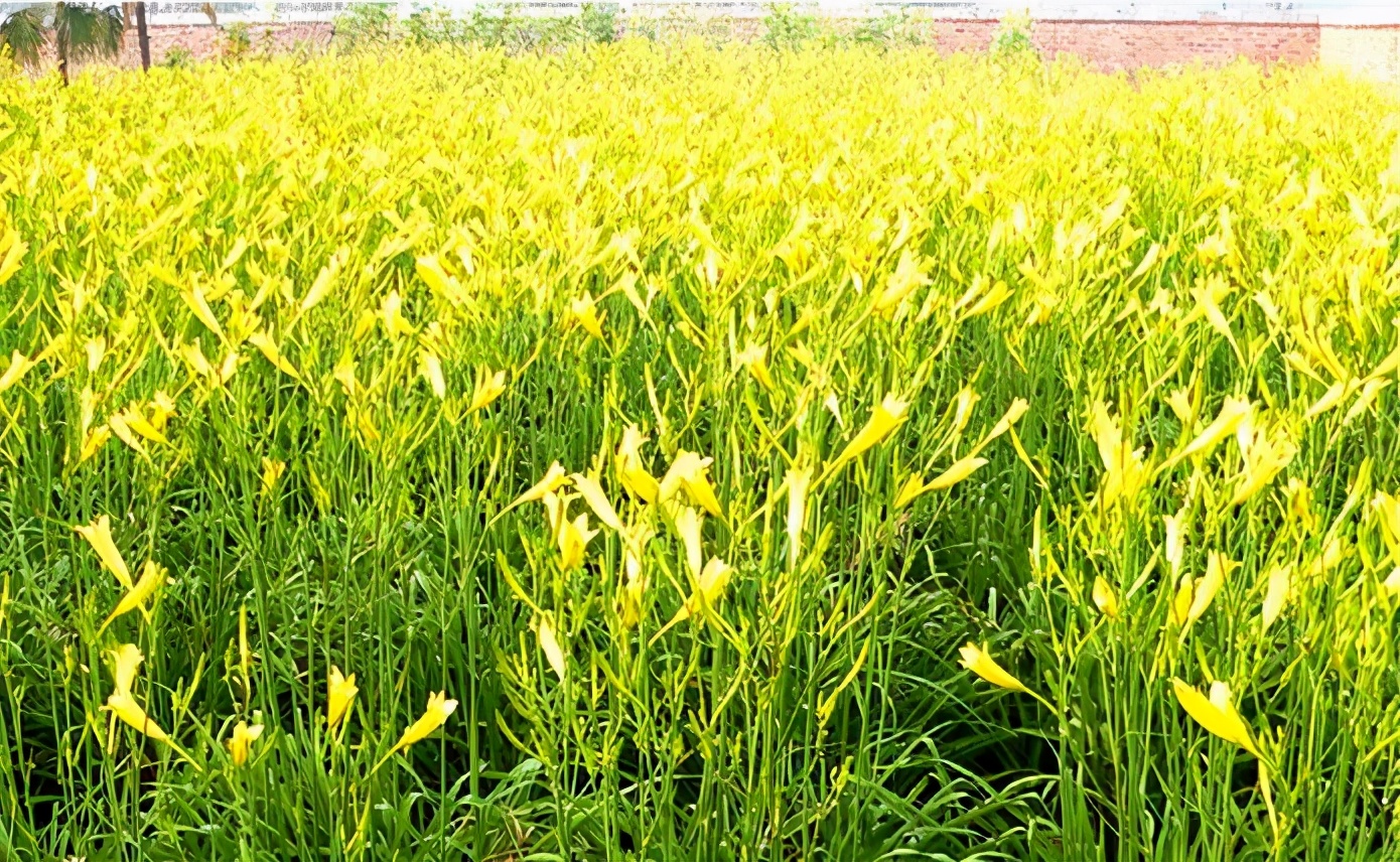 一斤接近20塊，原來它才是最火的國民蔬菜！全國都適種