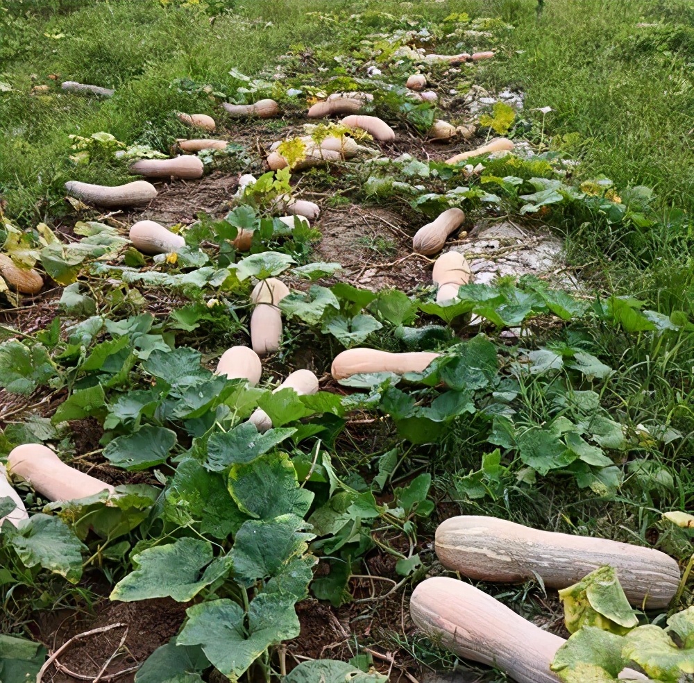 一位轉(zhuǎn)業(yè)后的特種兵，辦農(nóng)場種瓜菜，靠1個優(yōu)點，年賺200萬