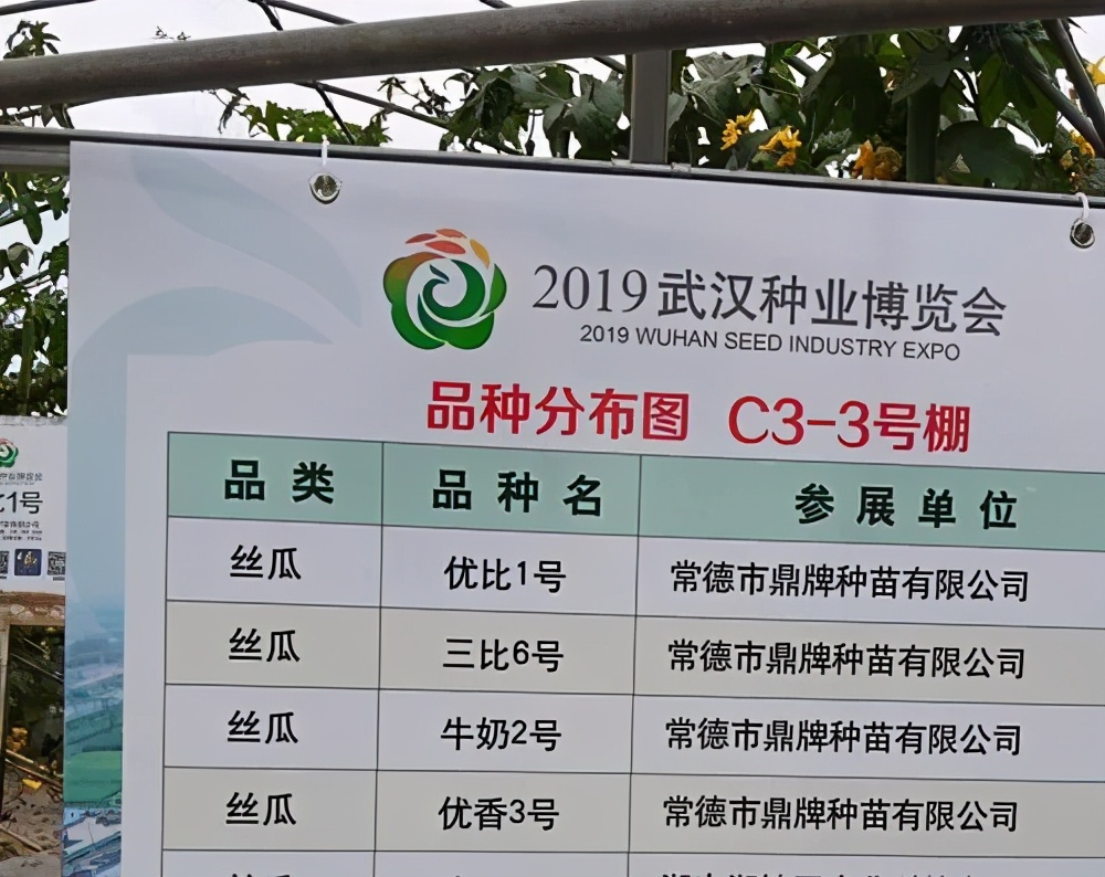 這個絲瓜畝產(chǎn)可達8000公斤，菜農(nóng)2021年致富的絲瓜品種