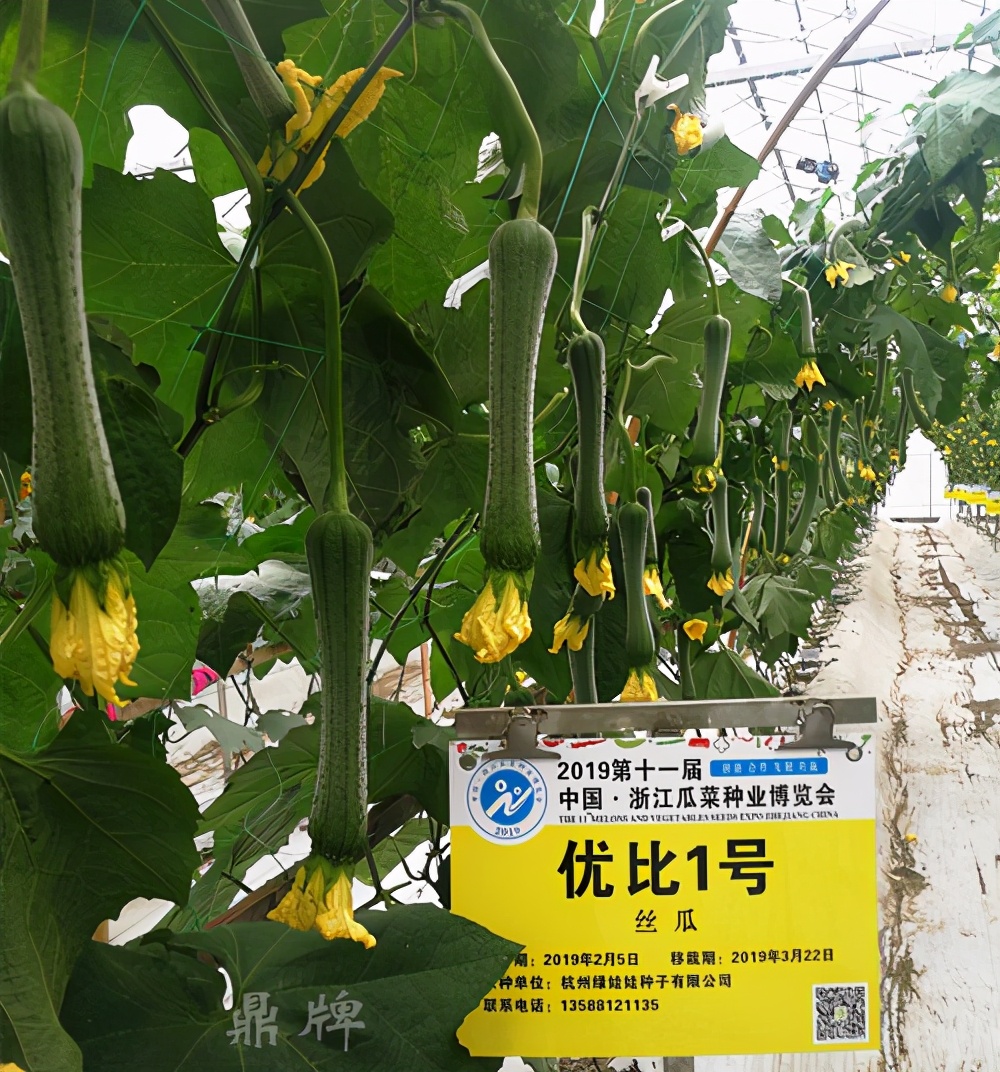 這個絲瓜畝產(chǎn)可達8000公斤，菜農(nóng)2021年致富的絲瓜品種
