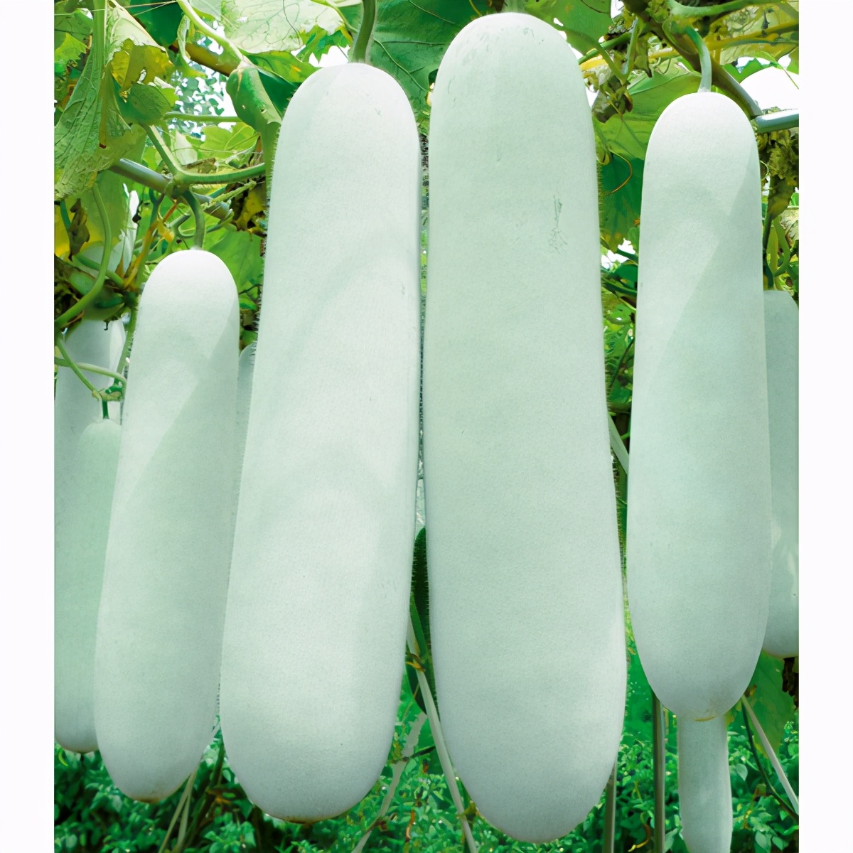 這個(gè)冬瓜品種放1年不壞，口感脆甜，多年科研就為打造這1個(gè)爆品