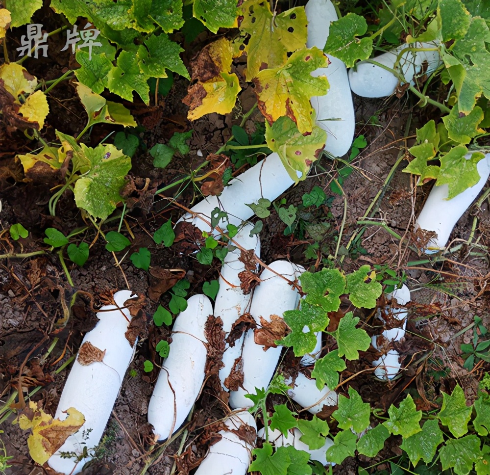 畝產(chǎn)值可達3萬元的冬瓜終上市，21年科研沉淀成就它