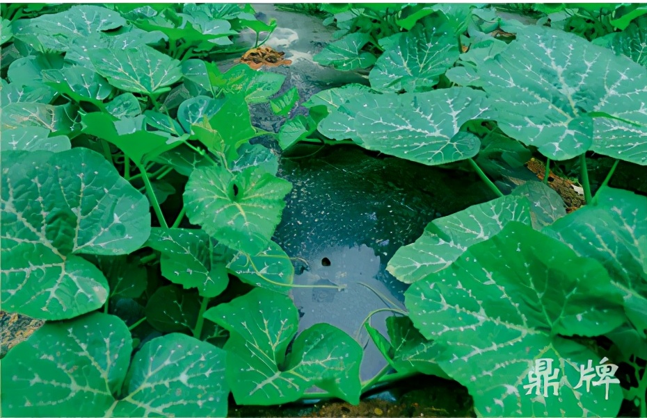 種這種綠葉菜，栽培輕松，畝產(chǎn)值過(guò)萬(wàn)元，菜農(nóng)表示很劃算