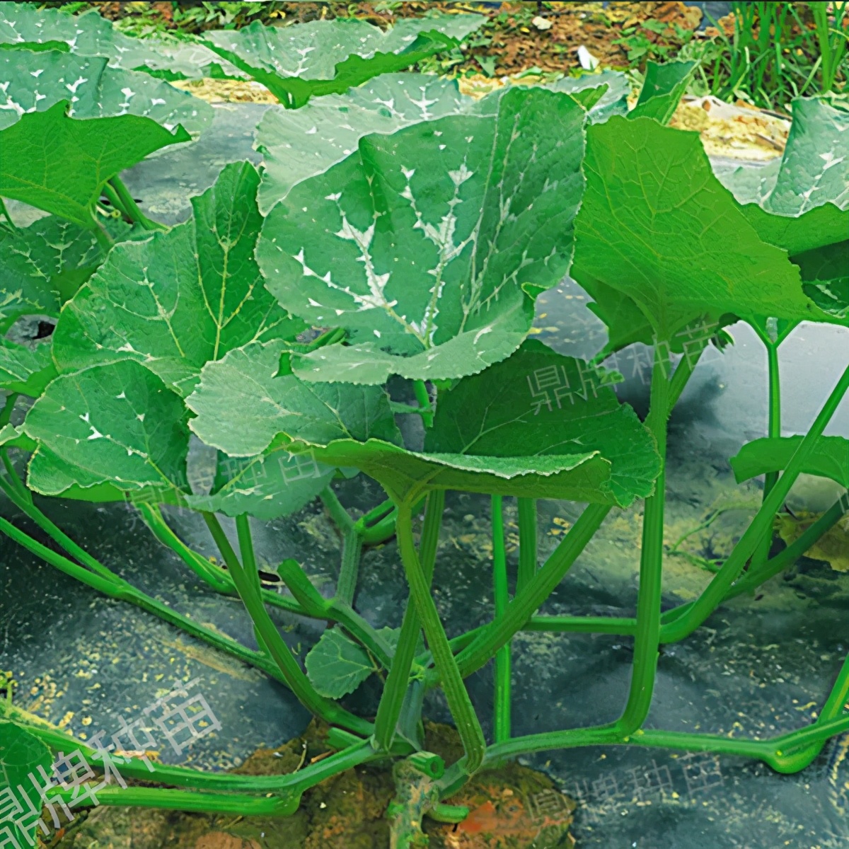 種這種綠葉菜，栽培輕松，畝產(chǎn)值過(guò)萬(wàn)元，菜農(nóng)表示很劃算
