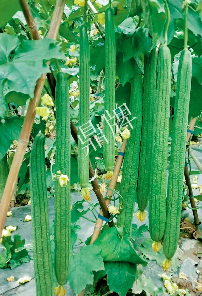 它是絲瓜種植戶的新選擇，節(jié)節(jié)有瓜，瓜長而不彎曲