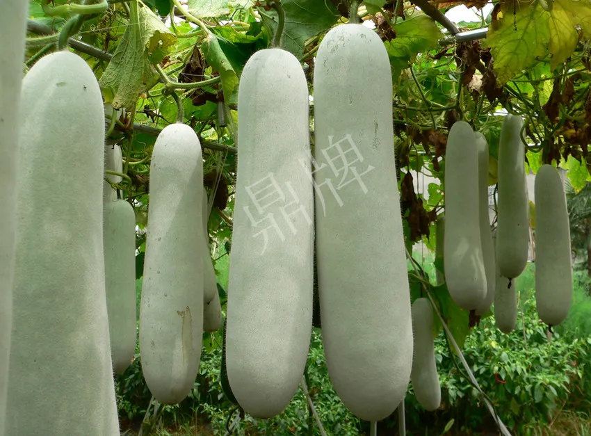 這個(gè)品種太優(yōu)秀了！耐儲(chǔ)耐運(yùn)，適合大面積種植，菜農(nóng)瓜販都喜歡