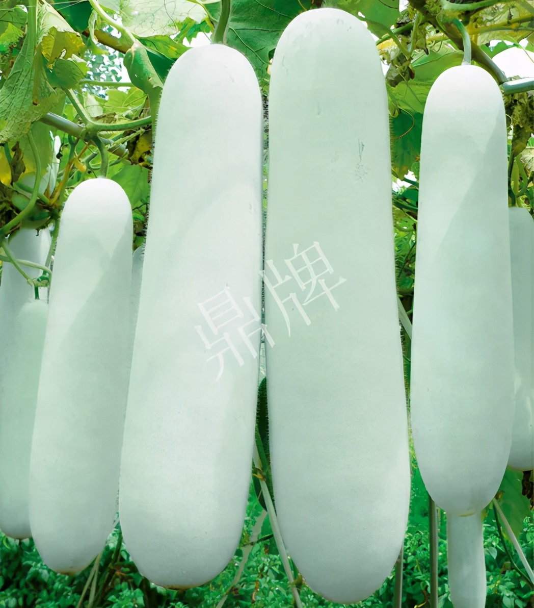 這個(gè)品種太優(yōu)秀了！耐儲(chǔ)耐運(yùn)，適合大面積種植，菜農(nóng)瓜販都喜歡