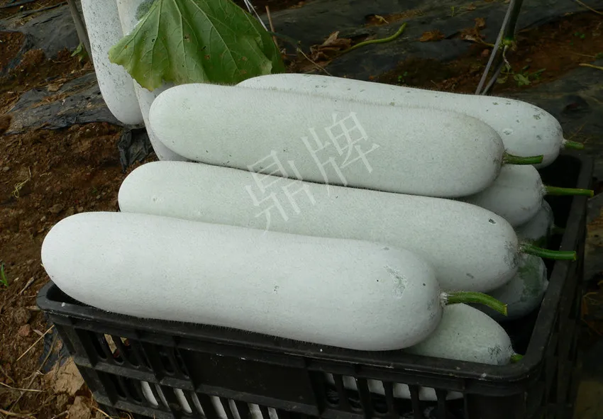這個(gè)品種太優(yōu)秀了！耐儲(chǔ)耐運(yùn)，適合大面積種植，菜農(nóng)瓜販都喜歡