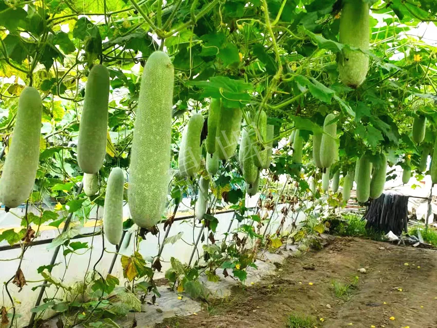 什么品種的冬瓜按個(gè)買(mǎi)？?jī)r(jià)格是同期黑皮冬瓜五倍