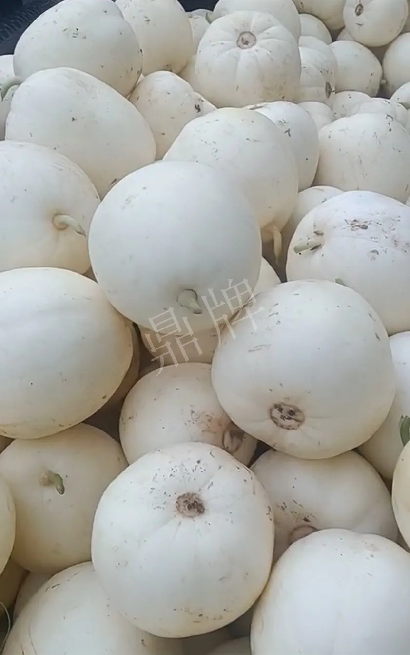 河南焦作的李向林今年種植甜瓜新品種，客戶直接拉貨走人