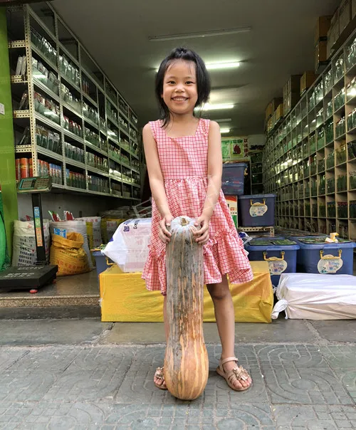 四川農(nóng)戶今年種“健美蜜本”南瓜產(chǎn)量高，品質(zhì)好，感覺巴適得很