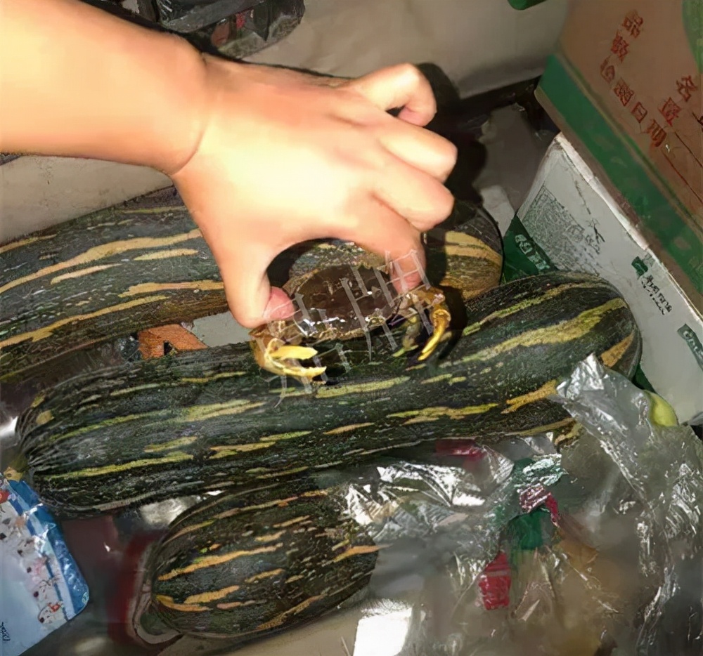 四川農(nóng)戶今年種“健美蜜本”南瓜產(chǎn)量高，品質(zhì)好，感覺巴適得很