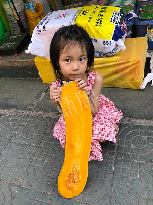 四川農(nóng)戶今年種“健美蜜本”南瓜產(chǎn)量高，品質(zhì)好，感覺巴適得很