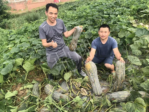 四川農(nóng)戶今年種“健美蜜本”南瓜產(chǎn)量高，品質(zhì)好，感覺巴適得很