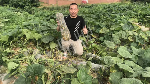 四川農(nóng)戶今年種“健美蜜本”南瓜產(chǎn)量高，品質(zhì)好，感覺巴適得很